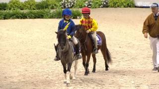 Shetland Pony Race [upl. by Durno]