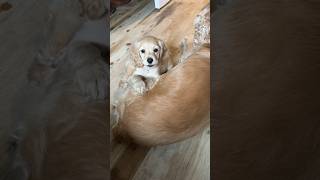 Cocker spaniel puppy barking 🐶🥰 cute dog doglife pets shorts viral [upl. by Hughes]