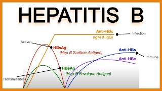 Hepatitis B Virus  Hepatitis B Virus Lab diagnosis with Notes  Outcomes After Hep B InfectionMBBS [upl. by Aidul]