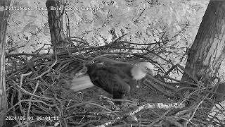 Hays Eagles HM2 finally after a 6 day absence comes in for a visit with a stick 05012024 [upl. by Barsky717]