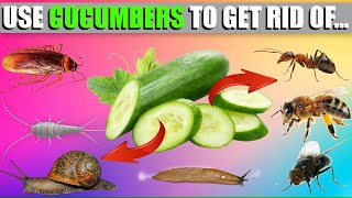 How To Use Cucumbers To Get Rid Of Pests  Ants Snails Bees Cockroaches Silverfish  Amazing Tips [upl. by Purdum]