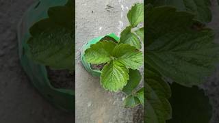 Strawberry pland 🍓 garden trending shortsfeed strawberry viralvideo [upl. by Aanas]