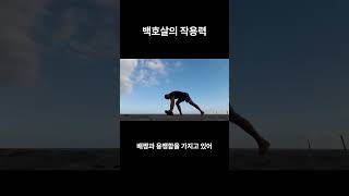 백호살의 작용력 백호살의 길흉 작용력 [upl. by Erdah]