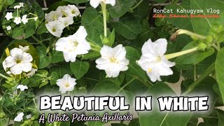 The White Large Petunia flower nature [upl. by Egor571]