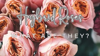 What are Hybrid Roses 🌹home [upl. by Yrtneg]