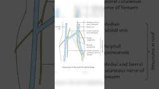 quotCubital fossa Anatomy Everything you need to knowquot Easiest learning in simplest way [upl. by Sophi]