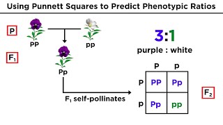 Mendelian Genetics and Punnett Squares [upl. by Aliab]