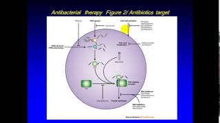 Microbiology  dr Hamed  AntiBiotics [upl. by Tamqrah724]