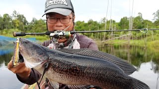 Kalimantan Wetland Ocellated Snakehead Frenzy 加里曼丹湿地侧眼鳢狂咬 [upl. by Dinah951]