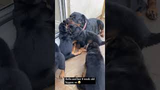 8 Weeks puppies and beautiful rottweiler mom 😍 [upl. by Iggy]