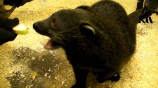 Binturong tries to eat huge piece of apple [upl. by Alleuqram229]