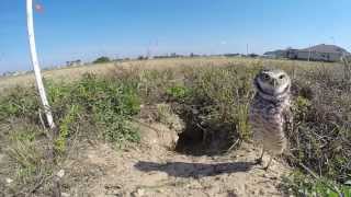 A Few Minutes with the Burrowing Owls [upl. by Brecher]