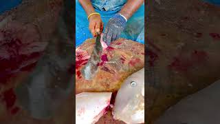 Seruppu Meen cutting videofishcuttingrsfish kasimedu fishcuttingrs [upl. by Nyleda]