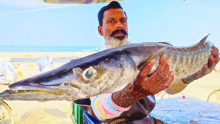 Huge Barracuda Fish Cutting [upl. by Hgielrac]