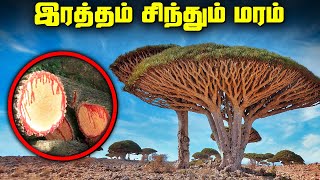 இரத்தம் சிந்தும் மரங்கள்  Rare Places on Earth Compilation [upl. by Oranneg]