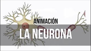 La Neurona  Psicología [upl. by Ainerol]