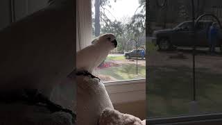 Cockatoo wants Dad to come back inside “it’s not fair” he says [upl. by Eelatan]