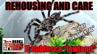 Poecilotheria subfusca quotlowlandquot  Ivory Ornamental Rehousing and Care [upl. by Anair]