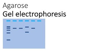 Agarose Gel Electrophoresis [upl. by Acinna]