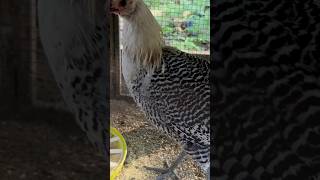 So Excited hatchery homestead backyardchickens raisingchickens rooster hen [upl. by Culberson768]