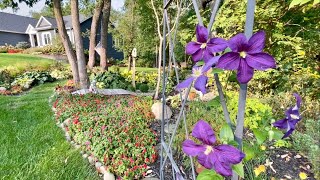 Garden Walk Through On A Warm September Night Clematis Is Finally Blooming Enjoying Summer Views [upl. by Erodavlas]