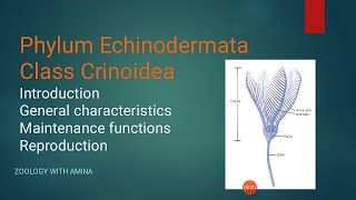 Phylum Echinodermata Class Crinoidea  Sea Lily  Morphology of sea Lily  Zoology with Amina [upl. by Odnesor]