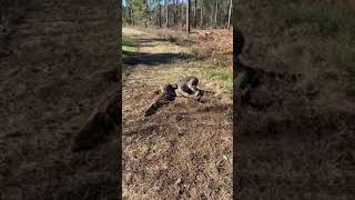 Bobcat deep growls [upl. by Gillespie]