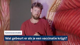 Wat gebeurt er in je lichaam als je een vaccinatie krijgt  Coronavaccinatie [upl. by Yrrap285]