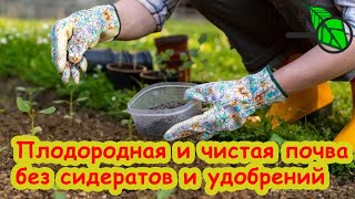 ОБОЙДЕМСЯ БЕЗ СИДЕРАТОВ Не успели посеять сидераты Ну и что [upl. by Suivatra699]