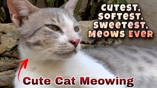 The Softest and Sweetest Cat Meowing Sounds [upl. by Ydnerb]