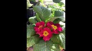 Primrose Plant Profile [upl. by Sivahc461]