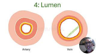 Arteries vs Veins vs Capillaries  VELS Science [upl. by Ym]