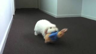 Best Friends CUTE Mini Lop Rabbit Drags Around Peter Rabbit Toy [upl. by Edris]