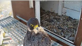 Kwidzyn Orange PL  Female on landing toilet sudden departure under the camera n2024 10 26 15 22 [upl. by Cleodal455]