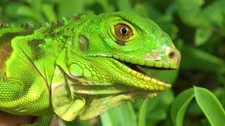 Revierkämpfe und Farbänderung  Der Grüne Leguan  Reptilien und Amphibien Folge 9 [upl. by Bumgardner]