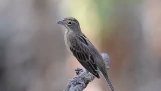 Dickcissel Spiza americana [upl. by Vashtee534]