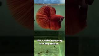 Betta Grooming SECRETS For Winning Competitions [upl. by Enilarak]