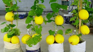 Growing Cantaloupes In Bags Produces Lots Of Fruit And Is Juicy [upl. by Janene]