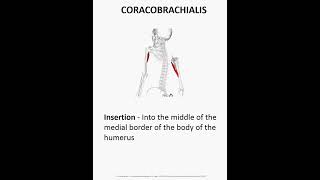 coracobrachialis  muscle anatomy [upl. by Aysa]