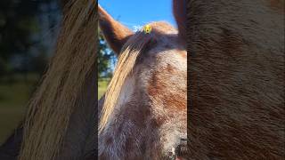 The appaloosa forelock🤣😭🍓 youtube horsegirl viralvideo subscribe [upl. by Edwina]