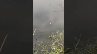 The best way to hook fishing in the pond Part776 fishing shorts [upl. by Bevin564]