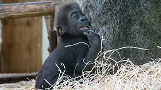 Baby Gorilla Makongo’s Adorable FingerSucking Habit [upl. by Coit]