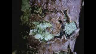 Lichens responding to water  Timelapse Video [upl. by Sharline]