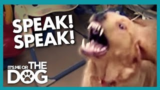 How To STOP Your Dog From Barking using Speak  Its Me or the Dog [upl. by Nohshan]