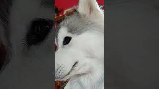 minivlog huskyplaying musicgenre husky huskydoglovers musicsong pets huskylover153 [upl. by Senoj773]