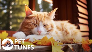 Calming Music for Anxious Cats Soothing Sounds for Deep Relaxation and Sleep [upl. by Min]