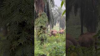 Elephant fight elephant wildlifeathirappillywaterfalls travelphotography [upl. by Parrish]