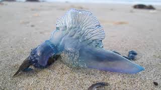 Bluebottle Jellyfish on North Auckland beach NZ [upl. by Auqinat]