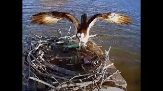 Dahlgren Osprey Cam [upl. by Idyh]