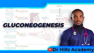 Metabolism  Gluconeogenesis amp Clinical Correlates [upl. by Rapp]